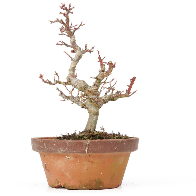 Acer palmatum Kotohime, 20 cm, ± 20 ans