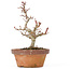 Acer palmatum Kotohime, 20 cm, ± 20 ans