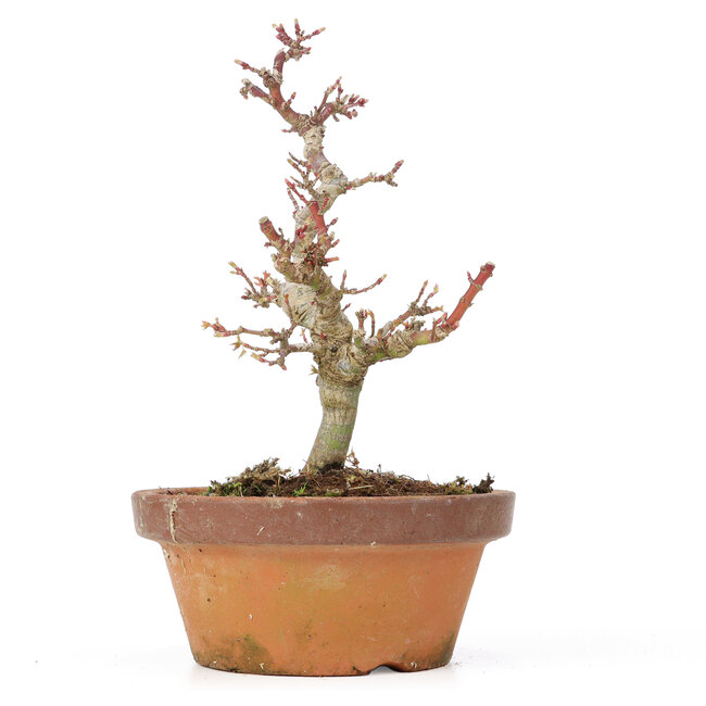 Acer palmatum Kotohime, 20 cm, ± 20 years old