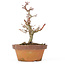 Acer palmatum Kotohime, 20 cm, ± 20 Jahre alt