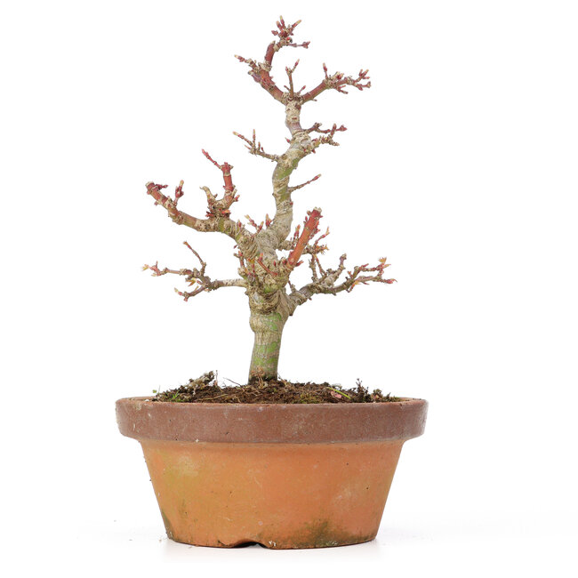 Acer palmatum Kotohime, 20 cm, ± 20 years old