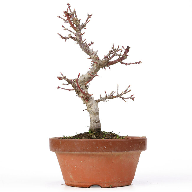 Acer palmatum Kotohime, 22 cm, ± 20 ans