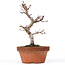 Acer palmatum Kotohime, 22 cm, ± 20 ans