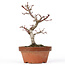 Acer palmatum Kotohime, 22 cm, ± 20 Jahre alt