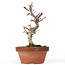 Acer palmatum Kotohime, 22 cm, ± 20 Jahre alt