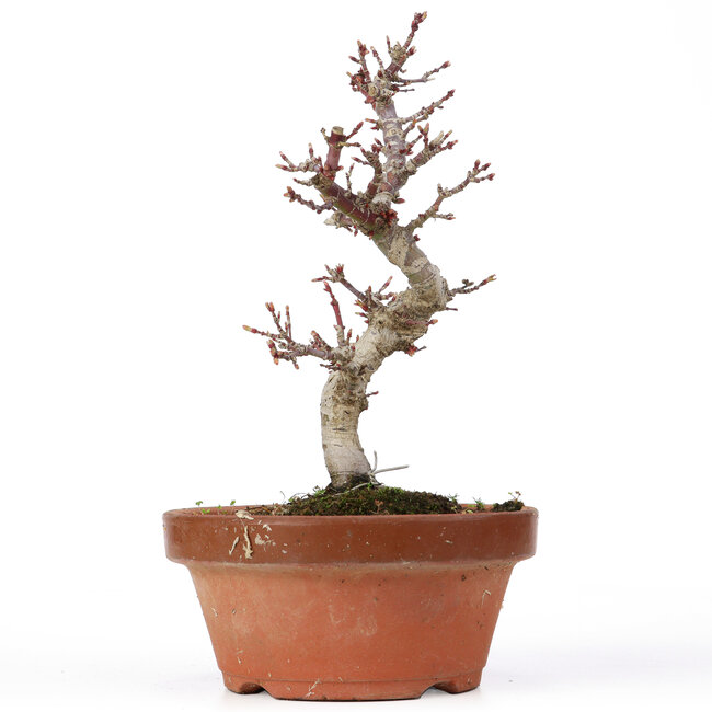 Acer palmatum Kotohime, 22 cm, ± 20 años