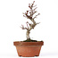 Acer palmatum Kotohime, 22 cm, ± 20 Jahre alt