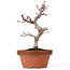 Acer palmatum Kotohime, 22 cm, ± 20 ans