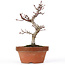 Acer palmatum Kotohime, 22 cm, ± 20 Jahre alt