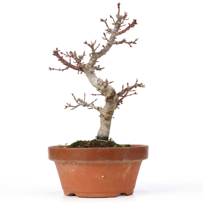 Acer palmatum Kotohime, 22 cm, ± 20 ans