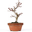 Acer palmatum Kotohime, 22 cm, ± 20 years old