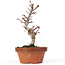 Acer palmatum Kotohime, 22 cm, ± 20 Jahre alt