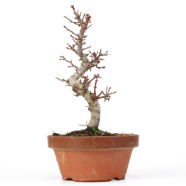 Acer palmatum Kotohime, 22 cm, ± 20 years old