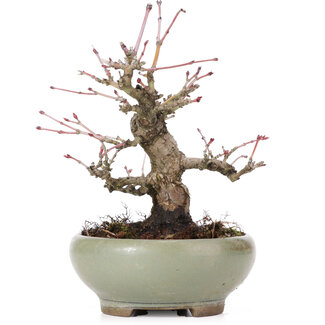 Acer palmatum, 14 cm, ± 20 jaar oud