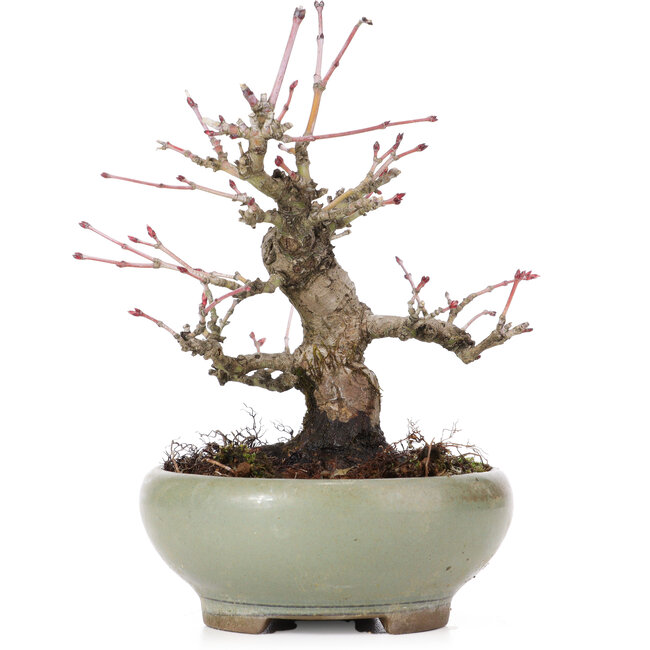 Acer palmatum, 14 cm, ± 20 jaar oud