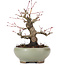 Acer palmatum, 14 cm, ± 20 jaar oud