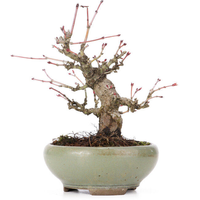 Acer palmatum, 14 cm, ± 20 años