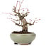 Acer palmatum, 14 cm, ± 20 jaar oud