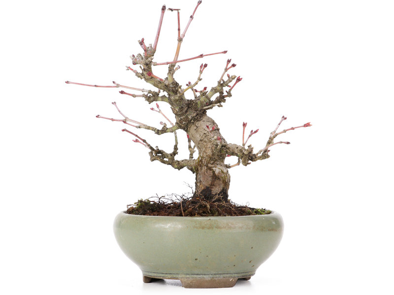 Acer palmatum, 14 cm, ± 20 Jahre alt