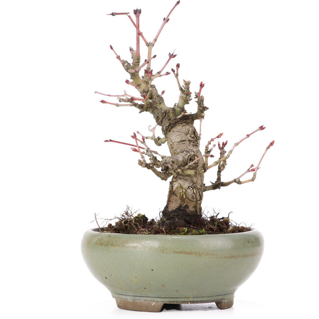 Acer palmatum, 14 cm, ± 20 Jahre alt