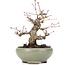 Acer palmatum, 14 cm, ± 20 jaar oud