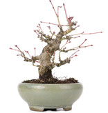 Acer palmatum, 14 cm, ± 20 Jahre alt