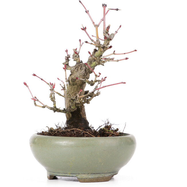 Acer palmatum, 14 cm, ± 20 Jahre alt