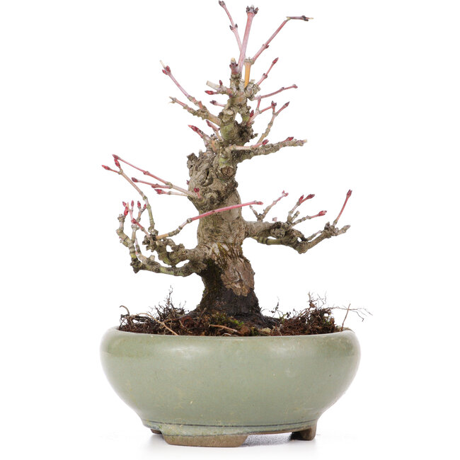 Acer palmatum, 14 cm, ± 20 years old