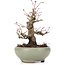 Acer palmatum, 14 cm, ± 20 ans