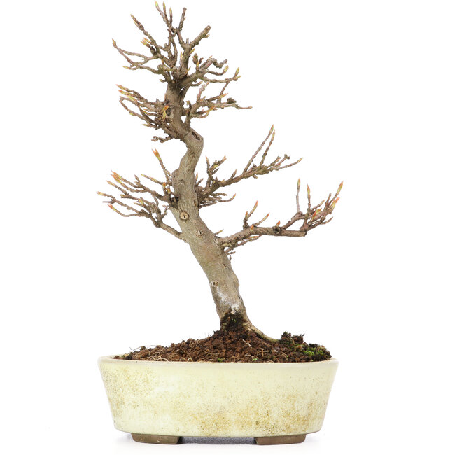 Acer buergerianum, 20,5 cm, ± 15 jaar oud