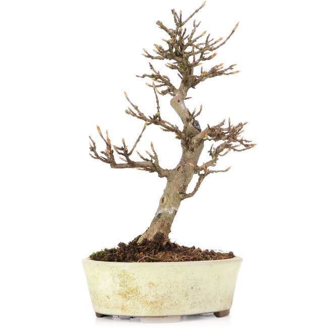 Acer buergerianum, 20,5 cm, ± 15 anni