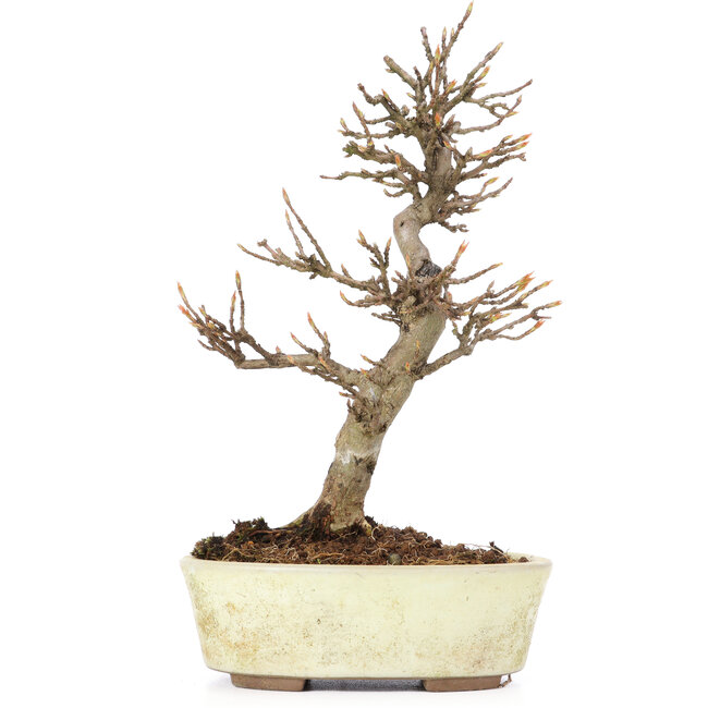 Acer buergerianum, 20,5 cm, ± 15 anni