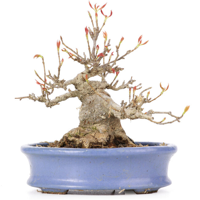 Acer buergerianum, 14 cm, ± 20 years old, in a handmade Japanese pot by Hattori and with a nebari of 7 cm