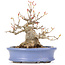 Acer buergerianum, 14 cm, ± 20 years old, in a handmade Japanese pot by Hattori and with a nebari of 7 cm