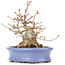 Acer buergerianum, 14 cm, ± 20 years old, in a handmade Japanese pot by Hattori and with a nebari of 7 cm