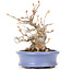 Acer buergerianum, 14 cm, ± 20 years old, in a handmade Japanese pot by Hattori and with a nebari of 7 cm