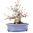 Acer buergerianum, 14 cm, ± 20 years old, in a handmade Japanese pot by Hattori and with a nebari of 7 cm