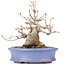 Acer buergerianum, 14 cm, ± 20 years old, in a handmade Japanese pot by Hattori and with a nebari of 7 cm