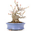 Acer buergerianum, 14 cm, ± 20 years old, in a handmade Japanese pot by Hattori and with a nebari of 7 cm