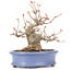 Acer buergerianum, 14 cm, ± 20 years old, in a handmade Japanese pot by Hattori and with a nebari of 7 cm