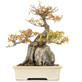 Acer buergerianum, 18,5 cm, ± 20 anni