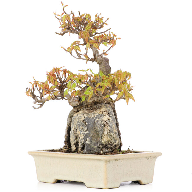 Acer buergerianum, 18,5 cm, ± 20 years old