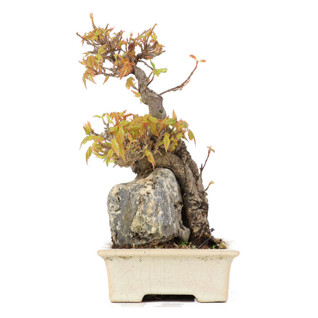 Acer buergerianum, 18,5 cm, ± 20 years old