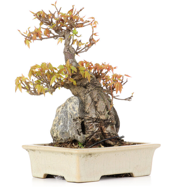 Acer buergerianum, 18,5 cm, ± 20 years old