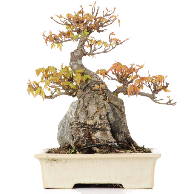 Acer buergerianum, 18,5 cm, ± 20 years old