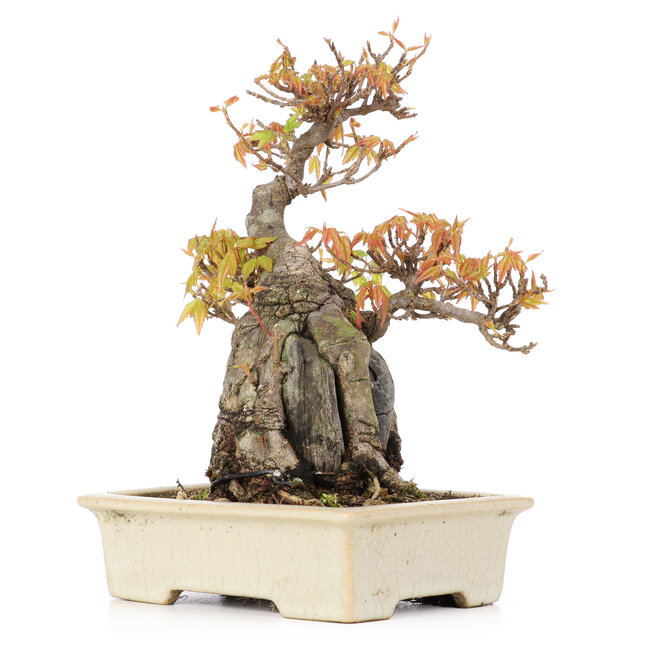 Acer buergerianum, 18,5 cm, ± 20 years old