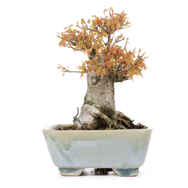 Acer buergerianum, 15 cm, ± 20 jaar oud