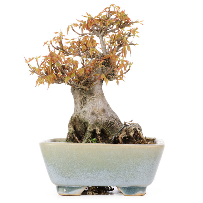 Acer buergerianum, 15 cm, ± 20 anni