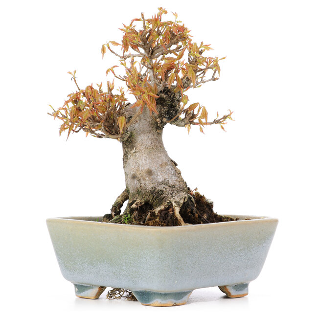 Acer buergerianum, 15 cm, ± 20 años