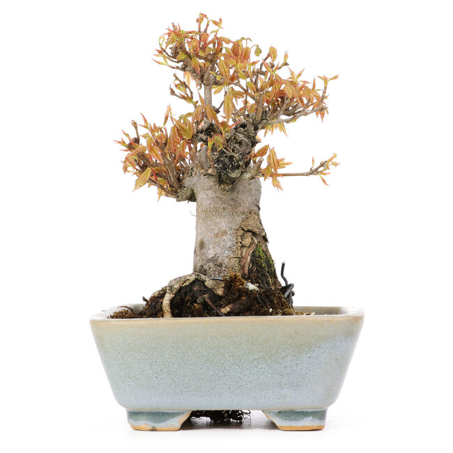 Acer buergerianum, 15 cm, ± 20 years old